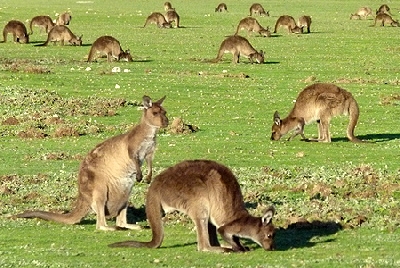 Explorer Tour 3 Day 2 Night Kangaroo Island 4WD Tour